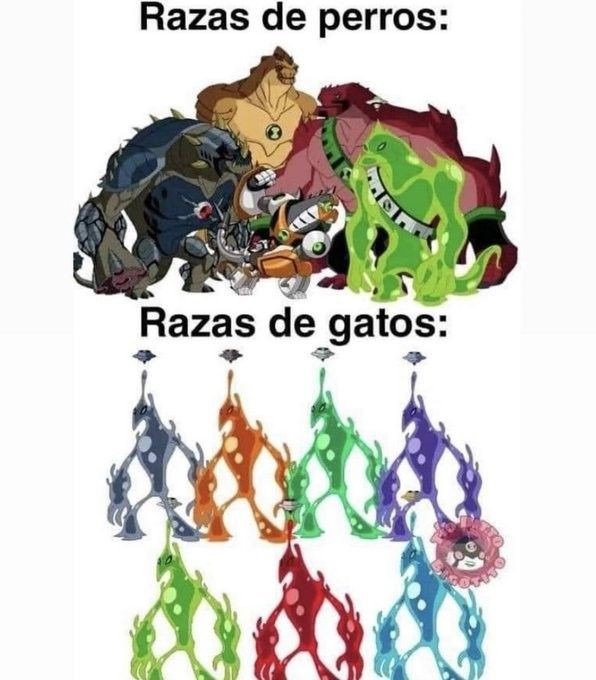 razas de gatos: - meme