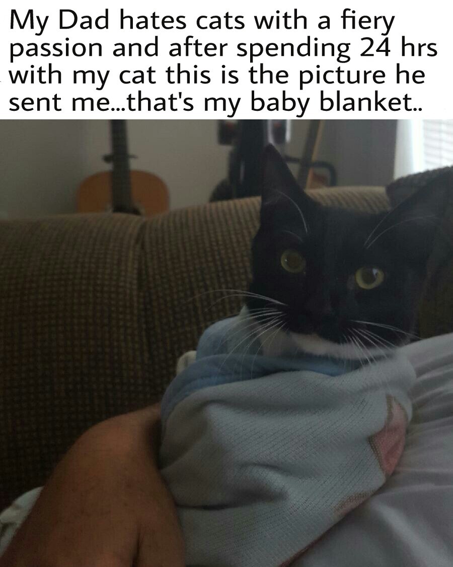 No Man is too manly to cuddle kitties - meme