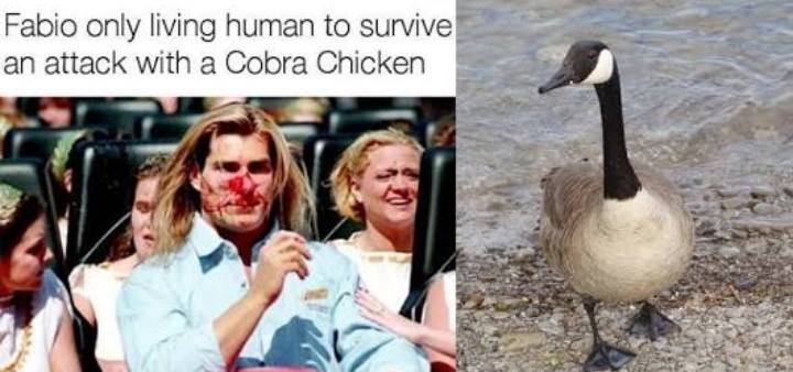 Update on the 'Cobra Chicken' meme. #CanadianGoose