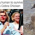 Update on the 'Cobra Chicken' meme. #CanadianGoose