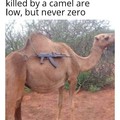 The chances of being killed by a camel are low, but never zero