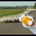 Goose it! Aflac is coming to collect your premiums!