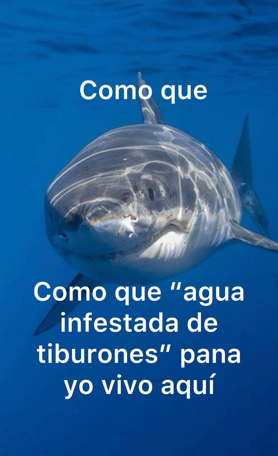 Tiburon capo - meme