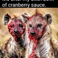 @the polar bear meme who ate 5 bowls of cranberry sauce