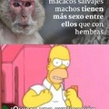 Macacos