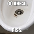 Grasshopper in urinal.