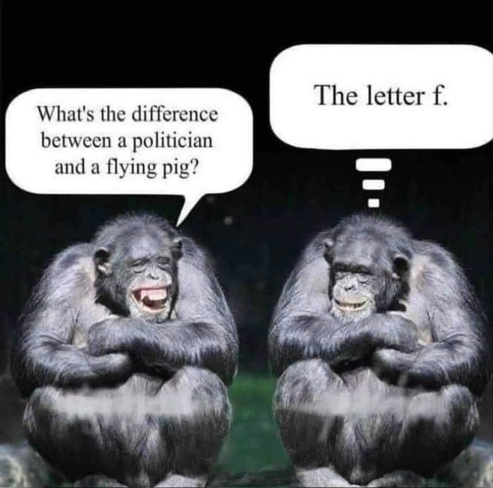 Politicians and Flying Pigs - meme