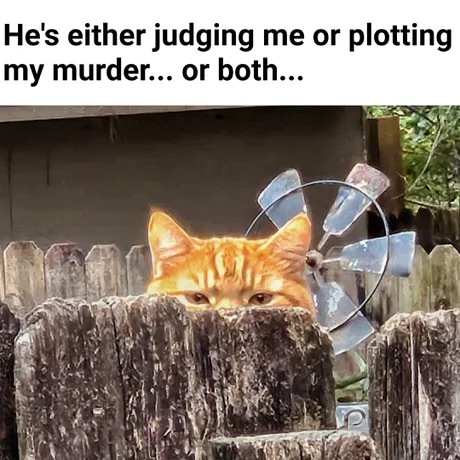 Or both - meme