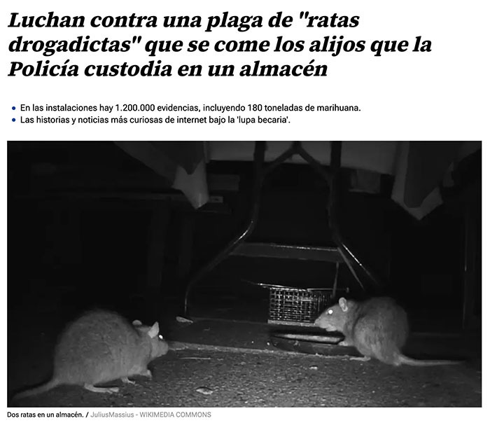 Ratas adictas roban la droga de custodiada por la policia - meme