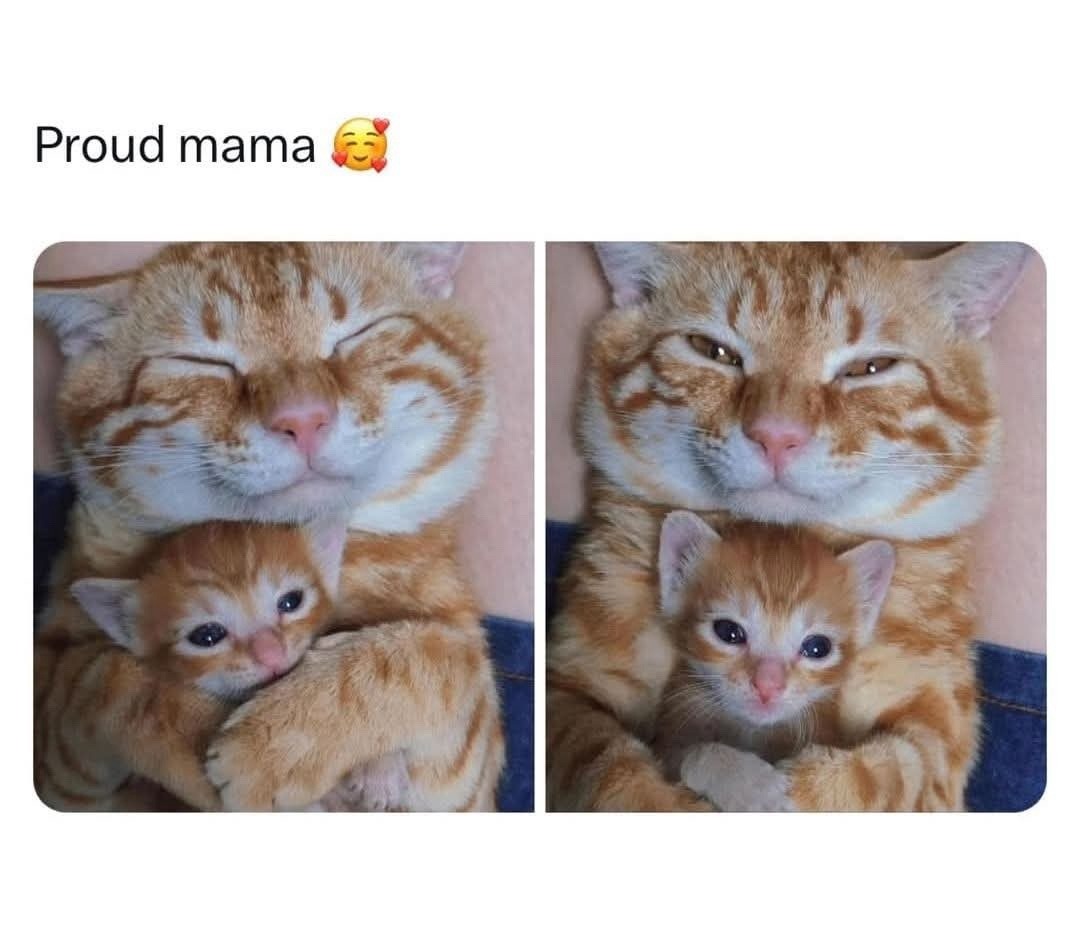 mama cat - meme