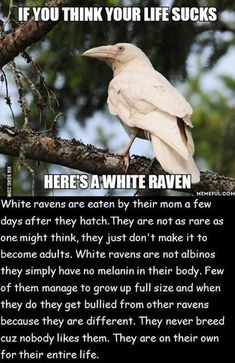 white ravens - meme