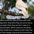 white ravens