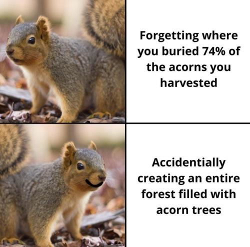 Good squirrel - meme