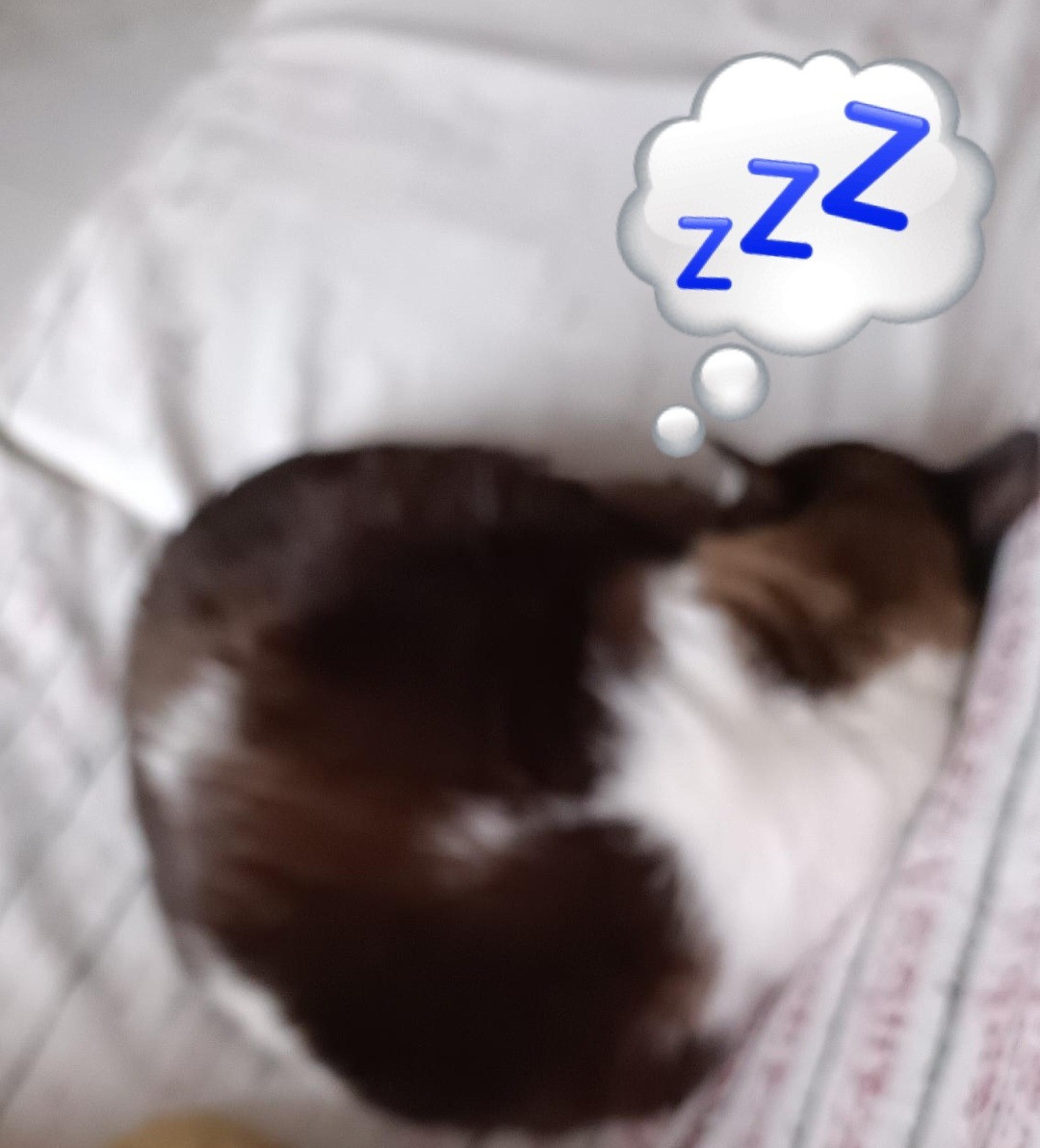 Gato durmiendo - meme