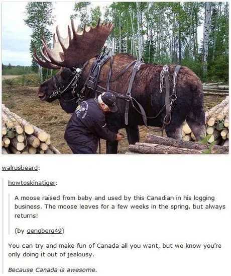 Canada is a perfectly normal place - meme