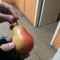 El examen va a estar fácil. El examen: pera o manzana?