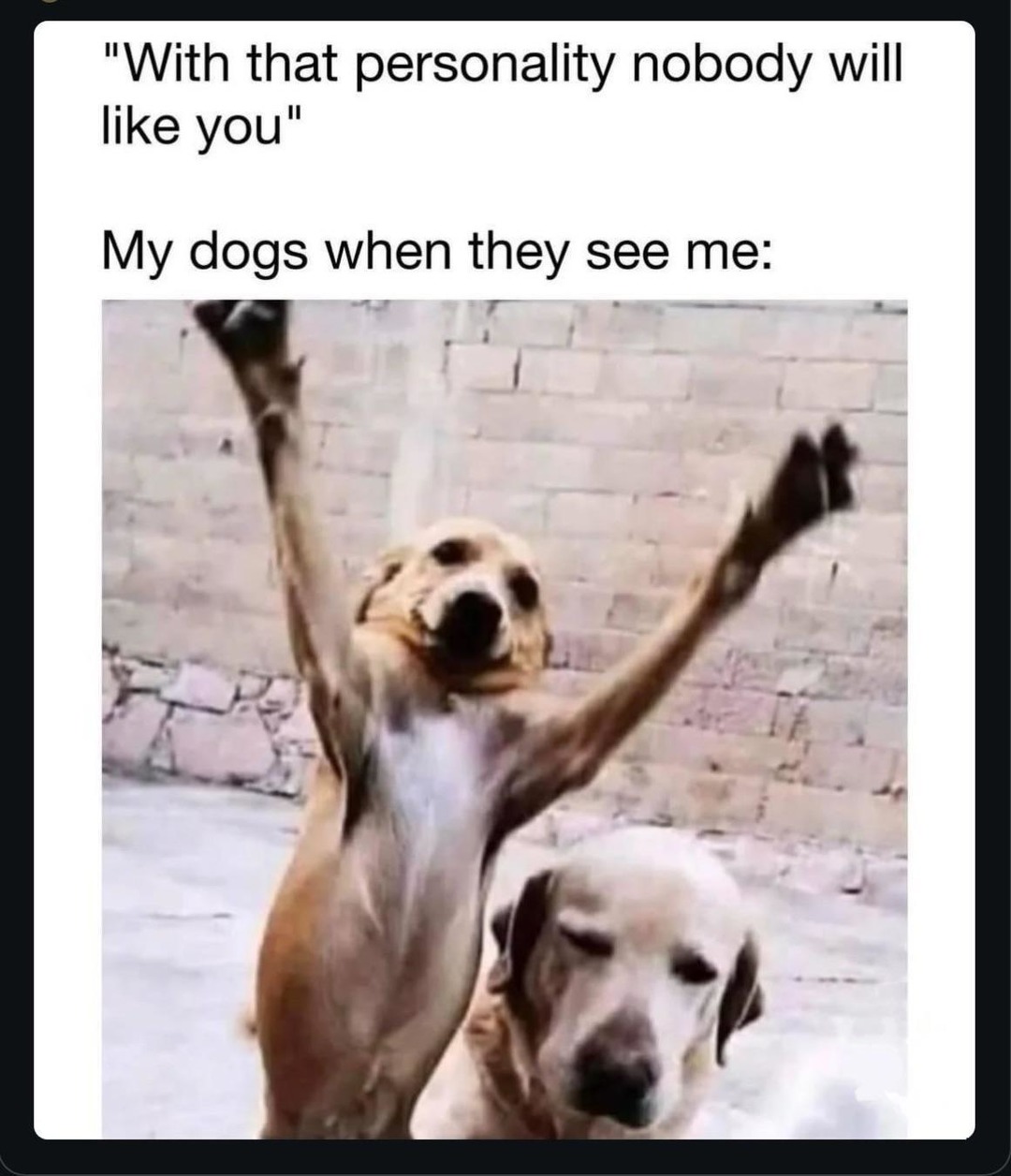When your dog loves you more than you love yourself - meme