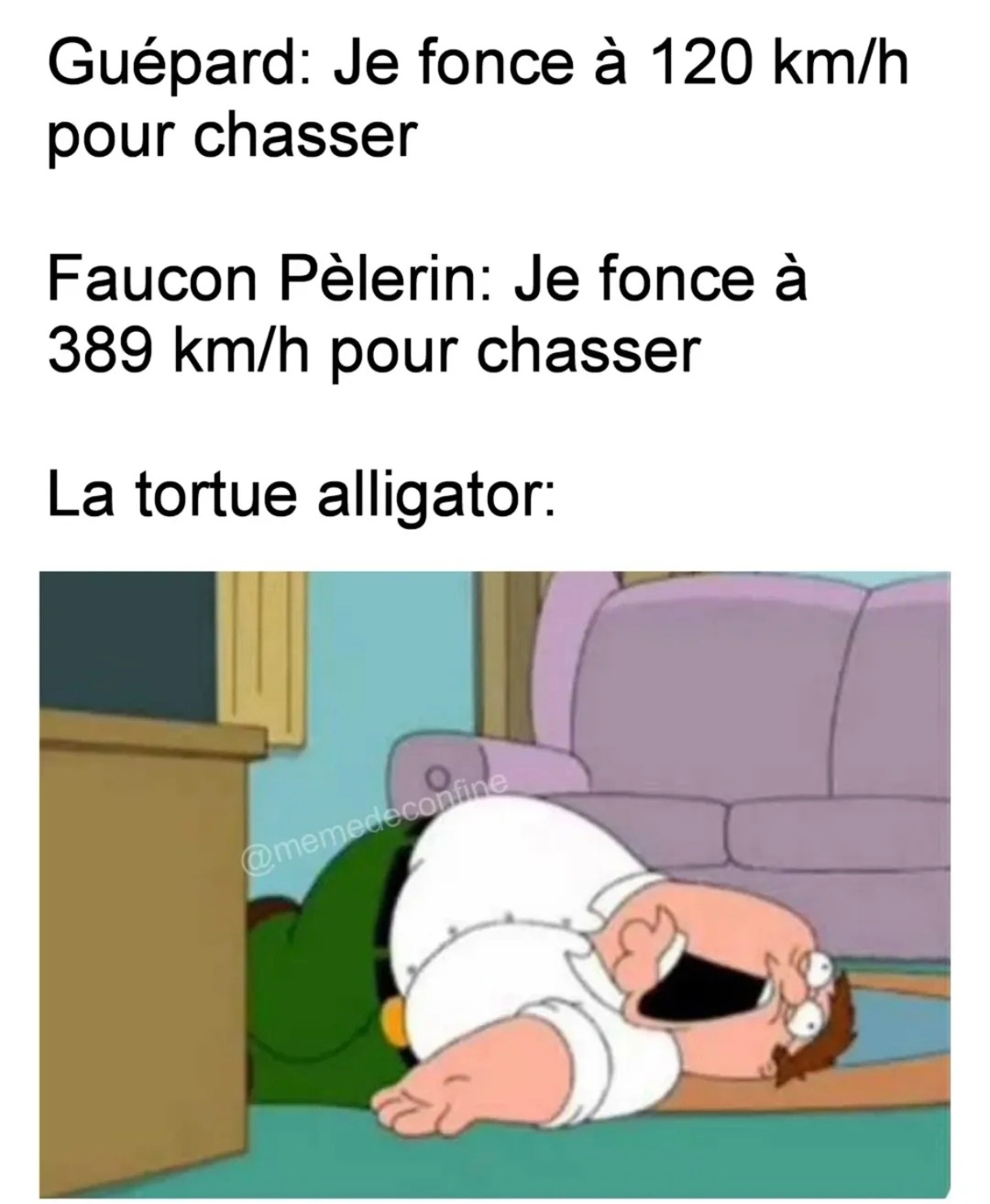 Course animalière : le guépard fonce, le faucon décolle, la tortue regarde - meme