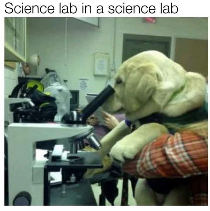 Scientist doggo - meme