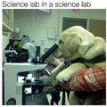 Scientist doggo