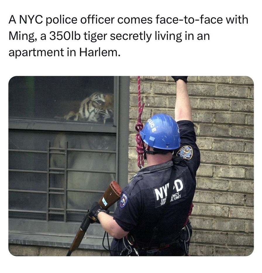 This man’s apartment had the best security system in Harlem - meme