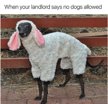 Lol - meme