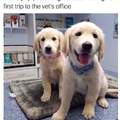 I want both puppers