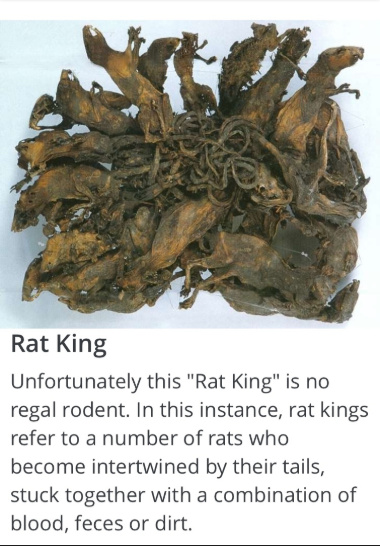 Ratking memes. Best Collection of funny Ratking pictures on iFunny Brazil