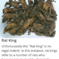 RAT KING RAT KING RAT KING RAT KING RAT KING RAT KING RAT KING RAT KING RAT KING