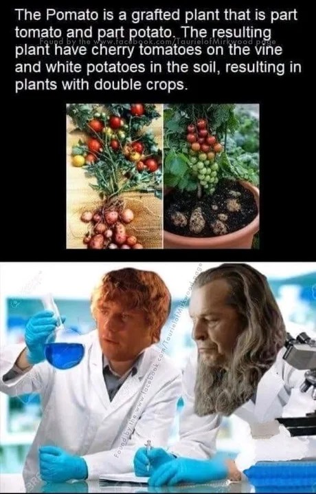 Pomato - meme