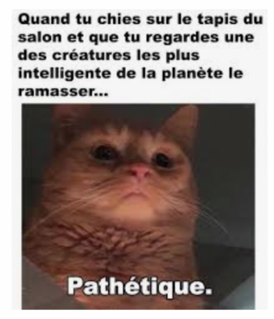 PATHÉTIQUE - meme