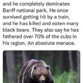 Gigachad bear