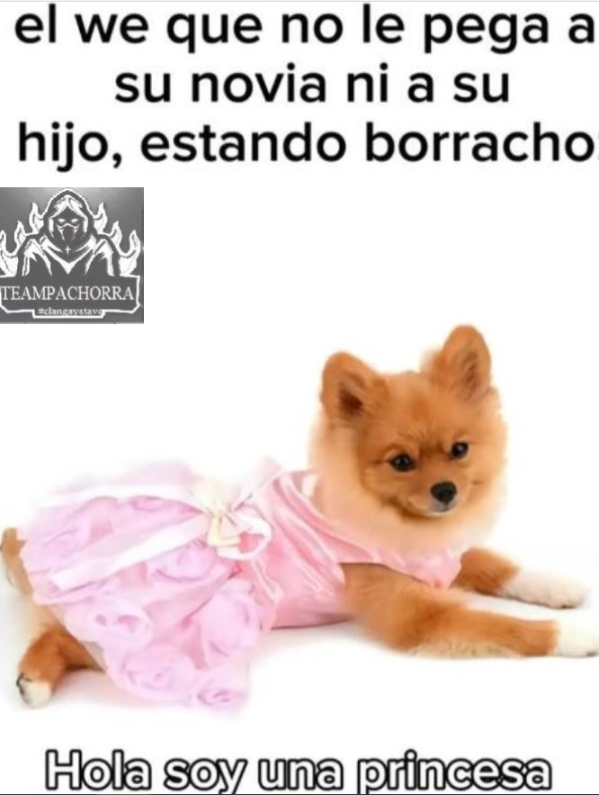 #TeamPachorra - meme