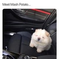 Meet Mash Potato...