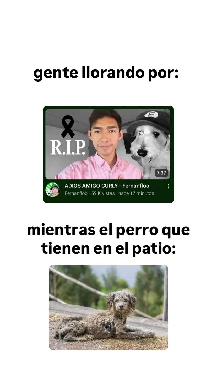 Si no les da risa me importa un carajo xdd no pero oye el texto 100% respeto a Curly que en paz descanse. - meme