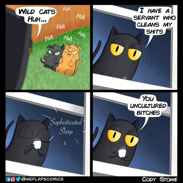 Cat - meme