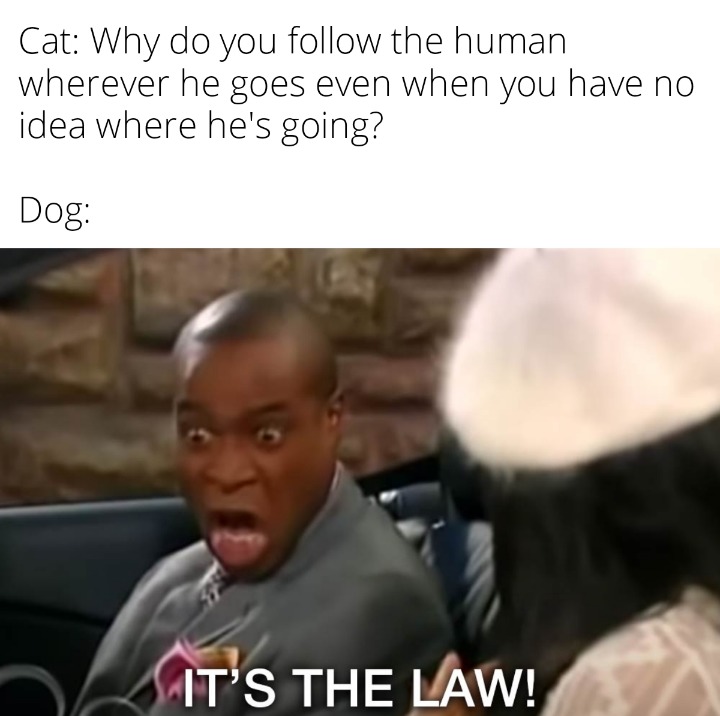 Cats vs dogs - meme