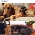 dog friendship meme