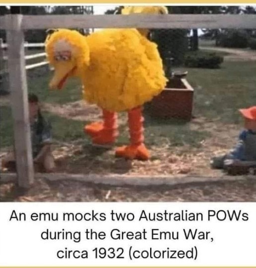 Weird emu - meme