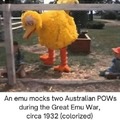 Weird emu