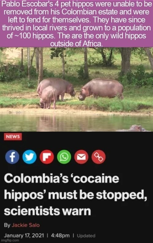 Troia hippos - meme