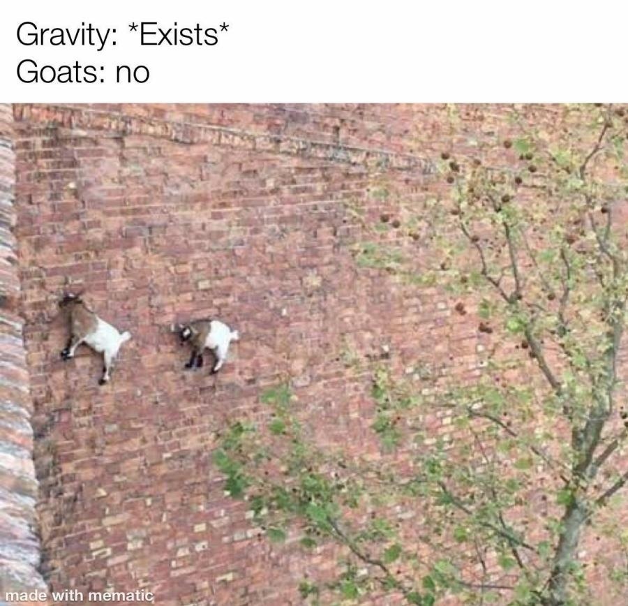 Goats are the goats Meme by FluxYT ) Memedroid