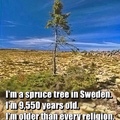 The 9550 year old tree has spoken