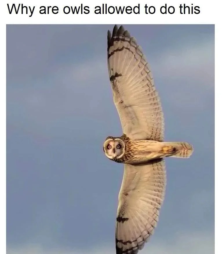 Wut - meme