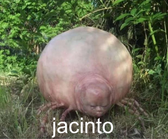 Jacinto - meme