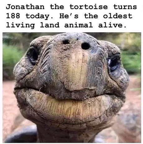Old tortoise happy birthday - meme