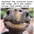 Old tortoise happy birthday
