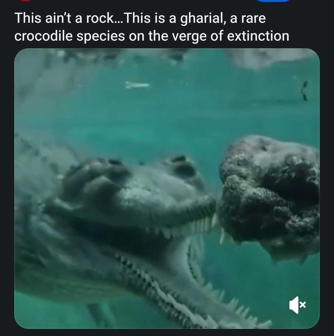 That’s no rock, it’s an endangered death noodle - meme