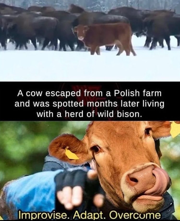 cow - meme