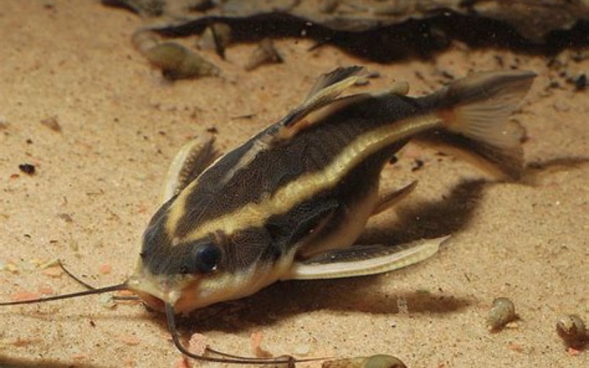striped raphael catfish (matched with one on tinder but a woman ended showing up. Smh cringe) - meme